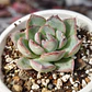 Echeveria Ice - Miniatura 4