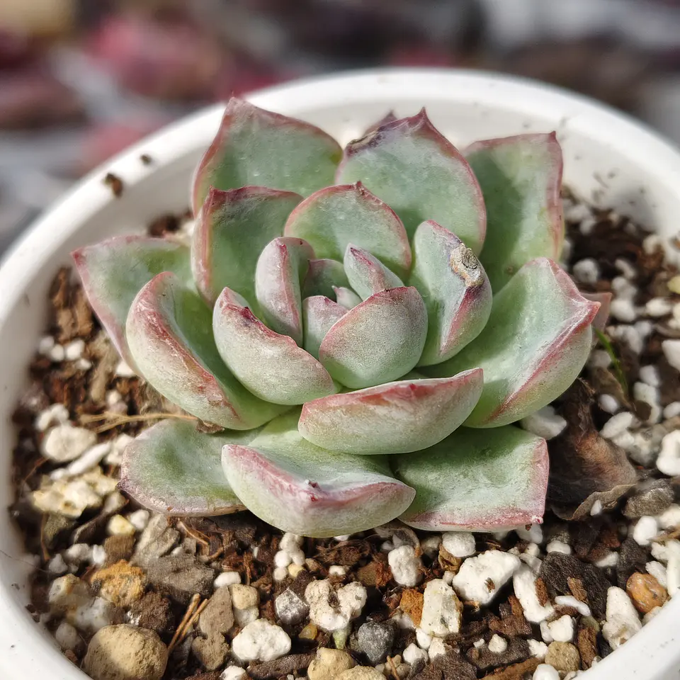 Echeveria Ice 4