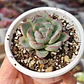 Echeveria Ice - Miniatura 2