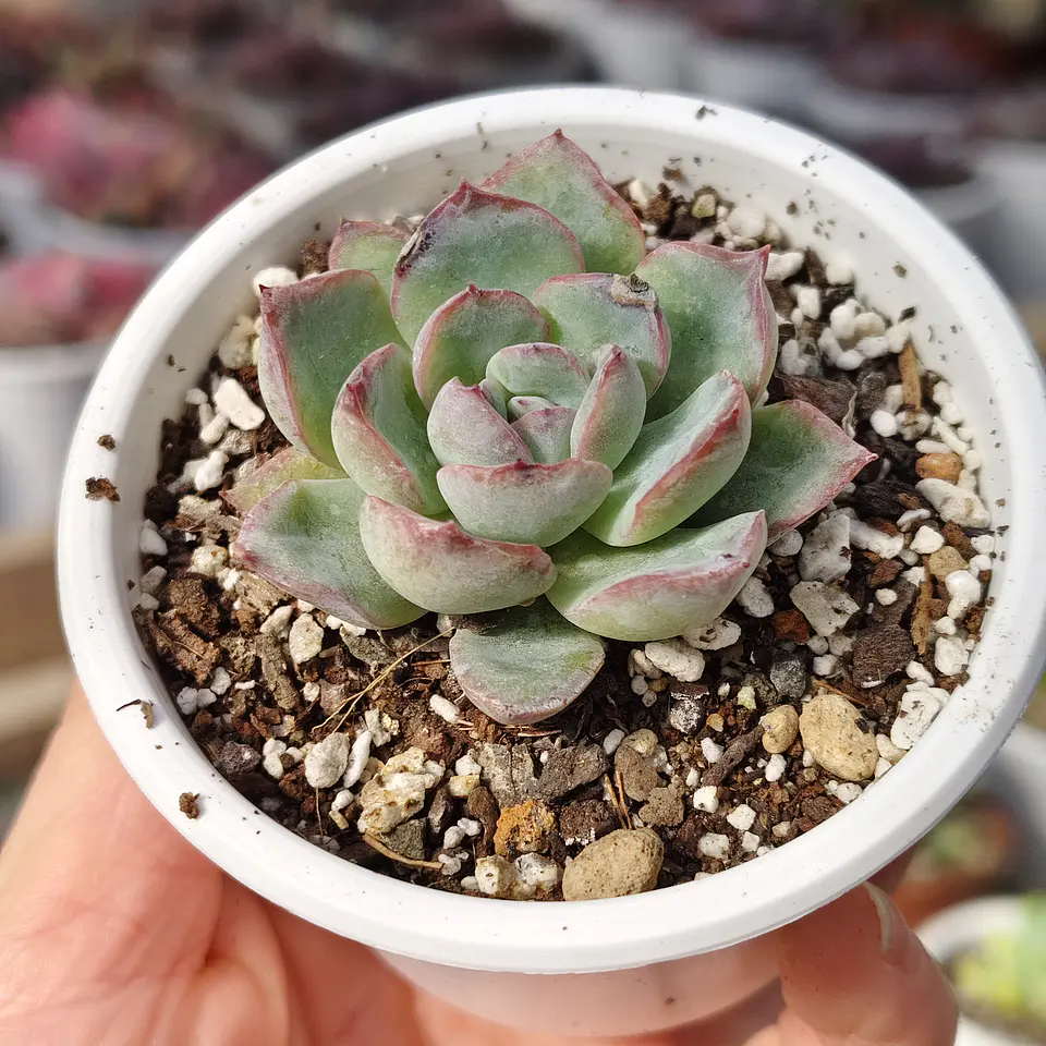 Echeveria Ice 2