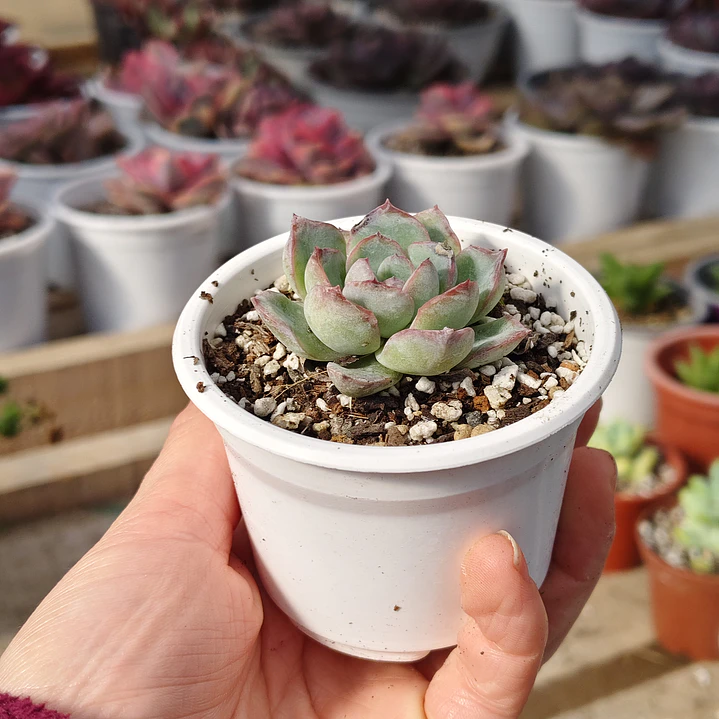 Echeveria Ice 3