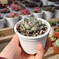Echeveria Ice - Miniatura 3