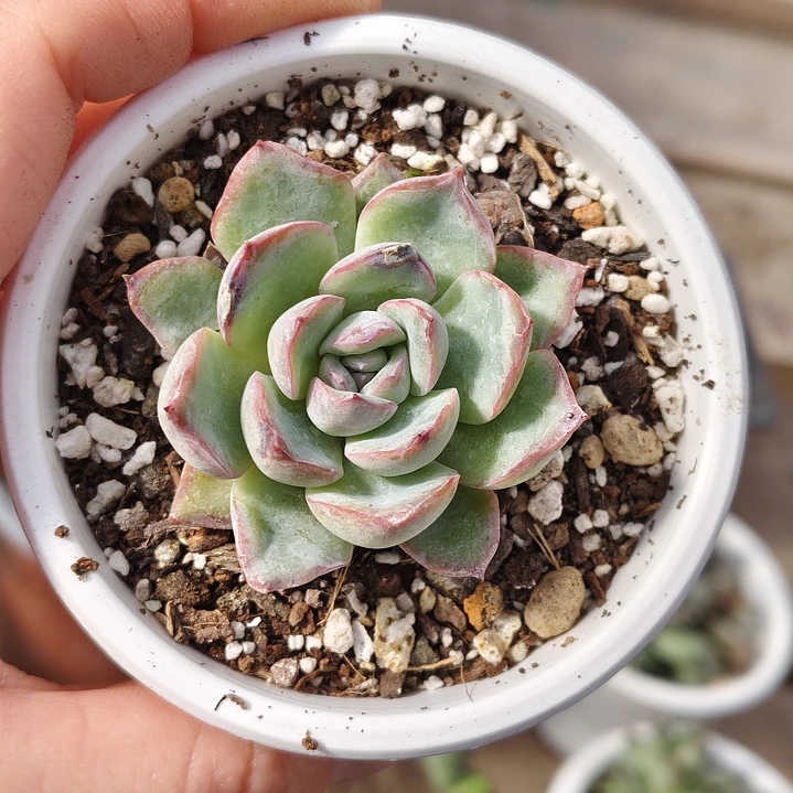 Echeveria Ice 1