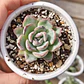 Echeveria Ice - Miniatura 1