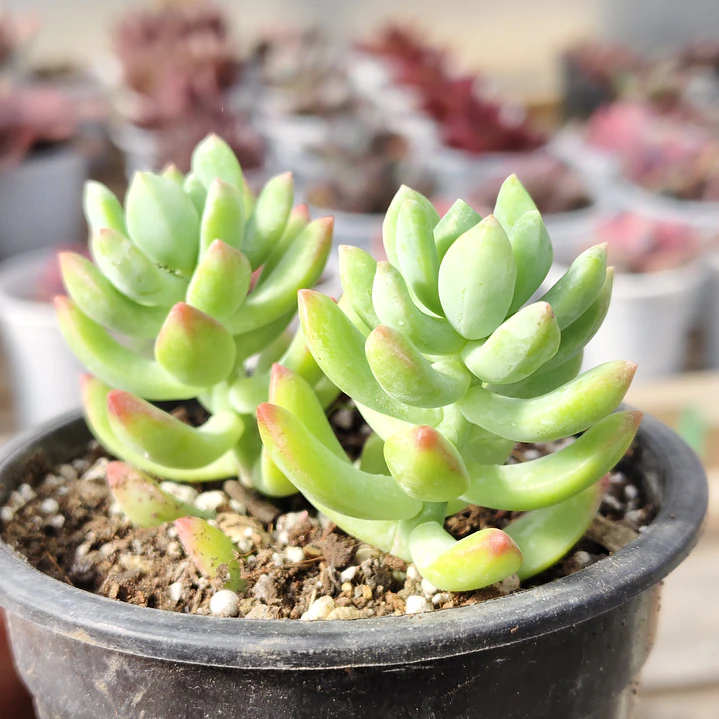 Sedum Wayra 1