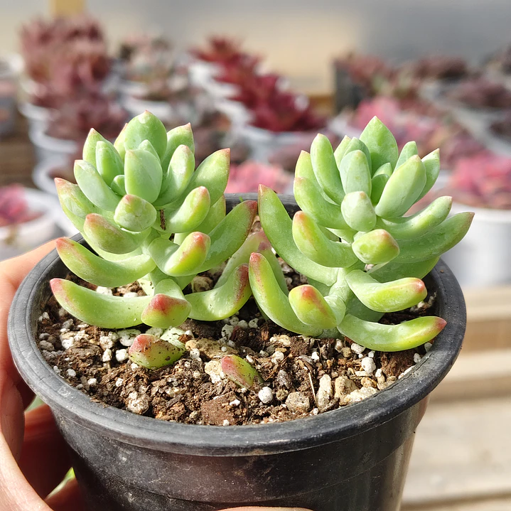 Sedum Wayra 3
