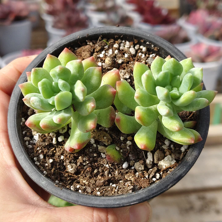 Sedum Wayra 4
