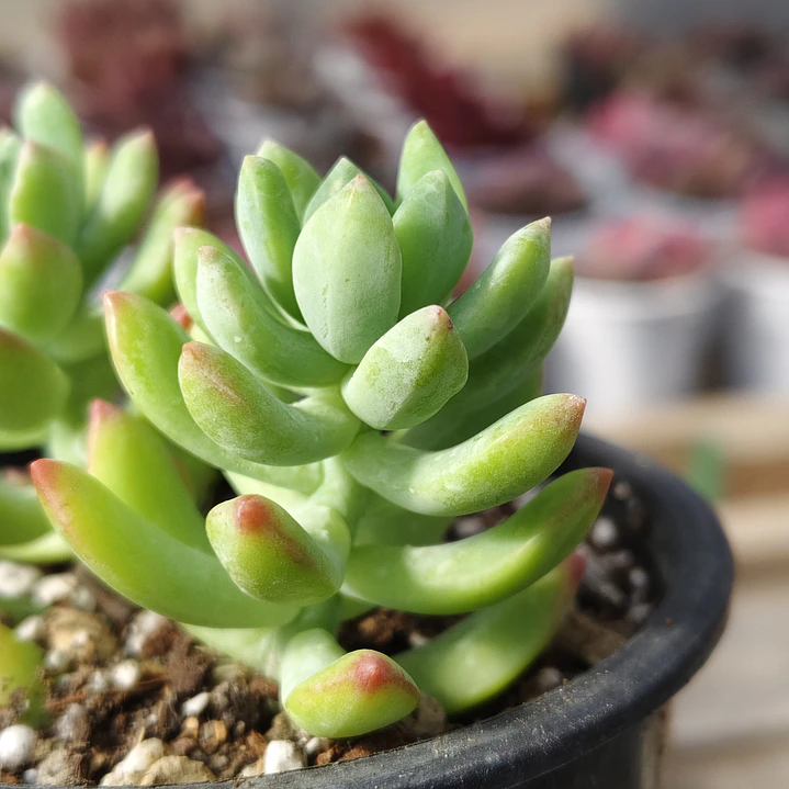 Sedum Wayra 2
