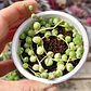 Senecio Rowleyanus Variegado 