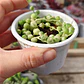 Senecio Rowleyanus Variegado 