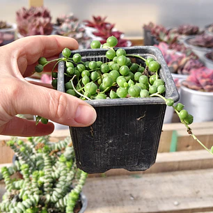 Senecio rowleyanus (collar de perlas) (rosario) 