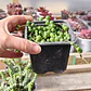 Senecio rowleyanus (collar de perlas) (rosario)  - Miniatura 2