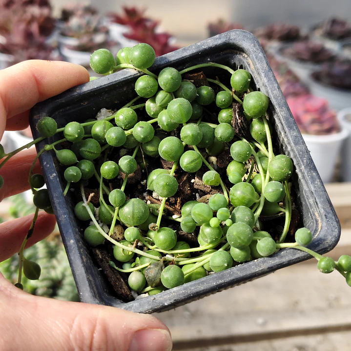 Senecio rowleyanus (collar de perlas) (rosario)  4