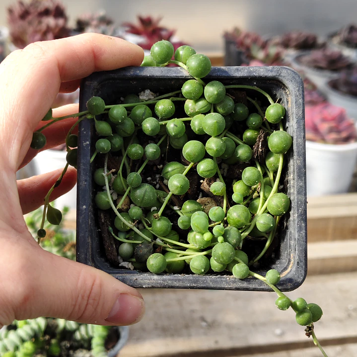 Senecio rowleyanus (collar de perlas) (rosario)  3