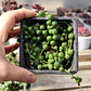 Senecio rowleyanus (collar de perlas) (rosario)  - Miniatura 3
