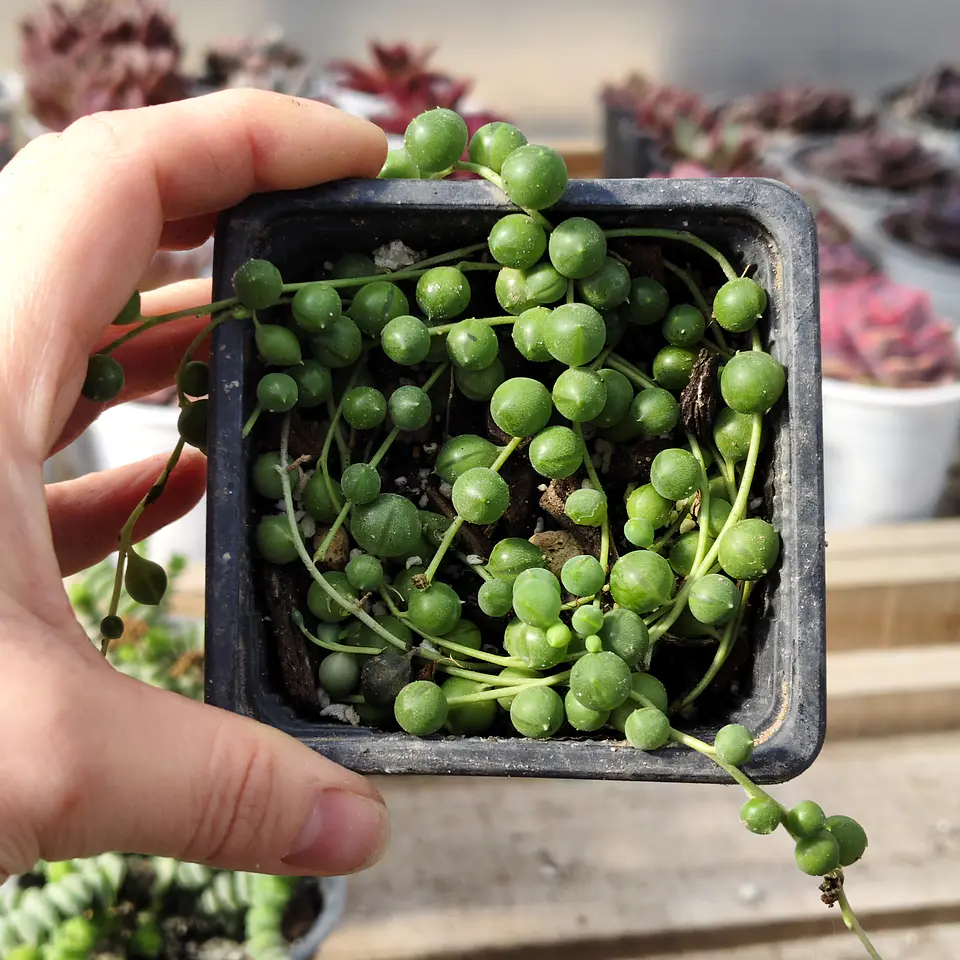 Senecio rowleyanus (collar de perlas) (rosario)  3