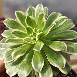 Aeonium arboreum Variegado 