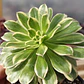 Aeonium arboreum Variegado  - Miniatura 2