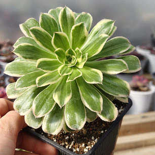 Aeonium arboreum Variegado 