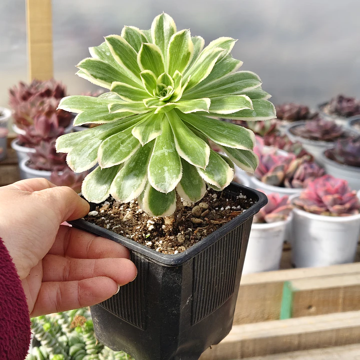 Aeonium arboreum Variegado  3