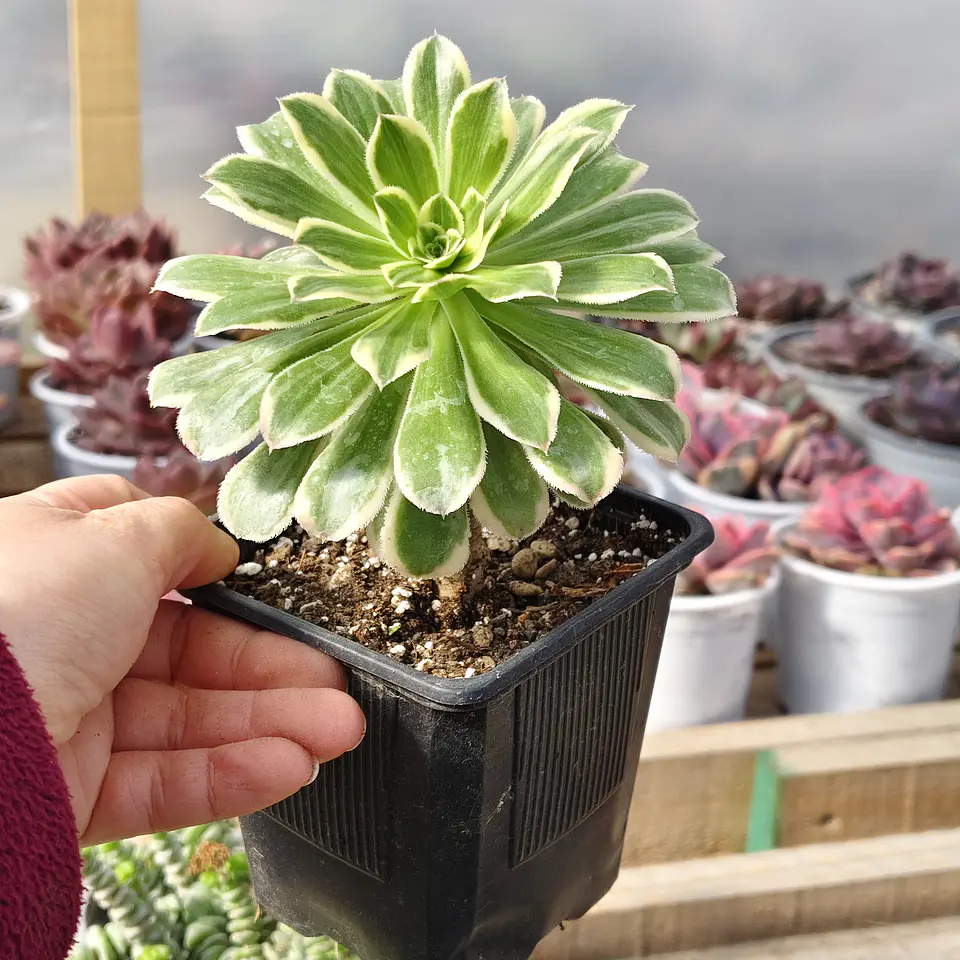 Aeonium arboreum Variegado  3