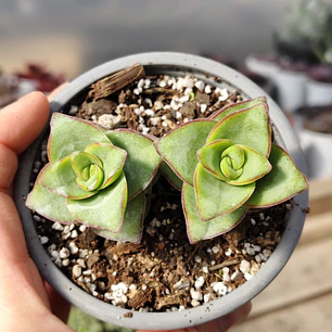 Crassula perforata var. Giant