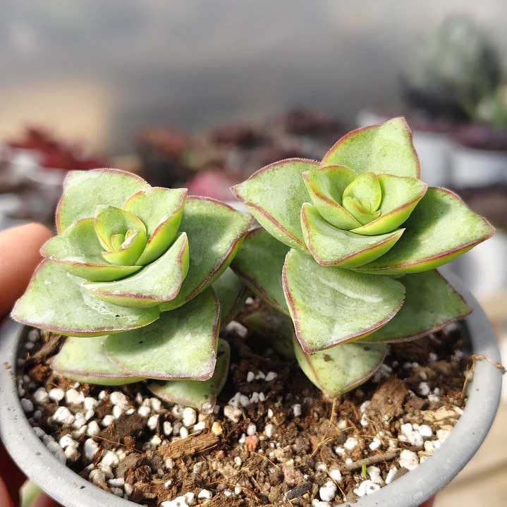Crassula perforata var. Giant 3