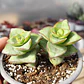 Crassula perforata var. Giant - Miniatura 3