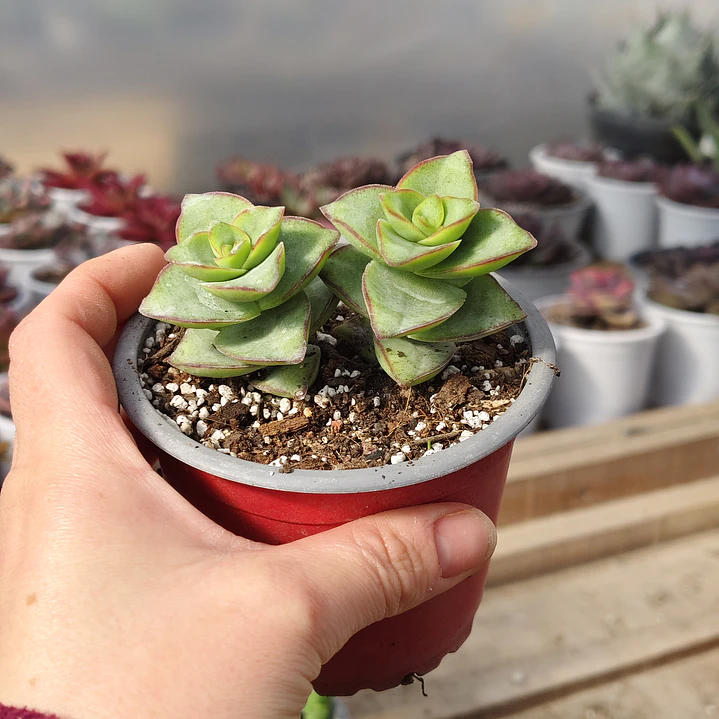 Crassula perforata var. Giant 1