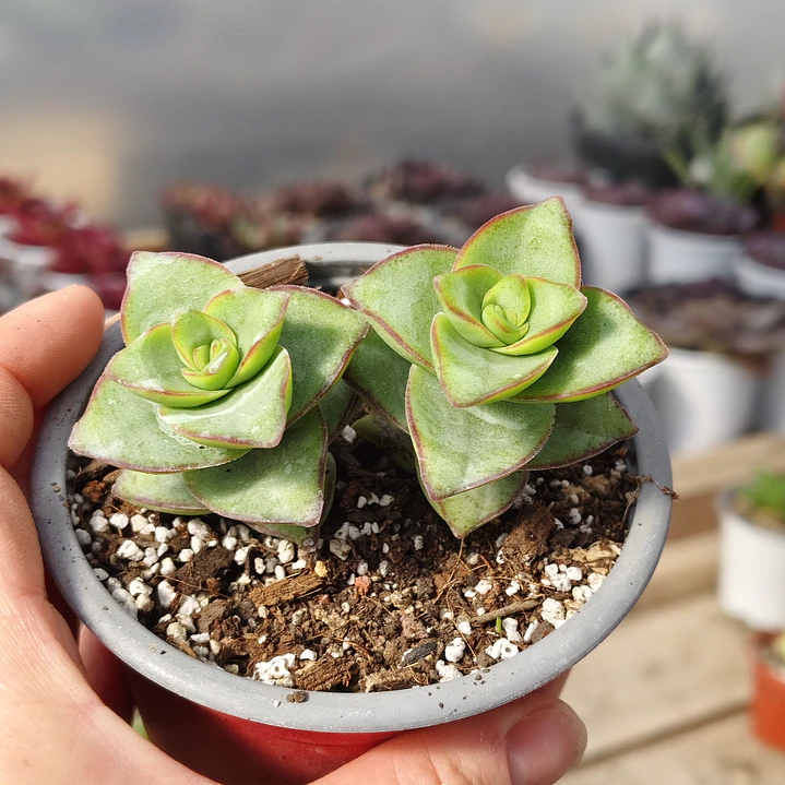 Crassula perforata var. Giant 4