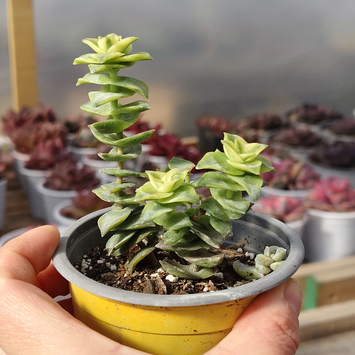 Crassula Perforata Variegada 4