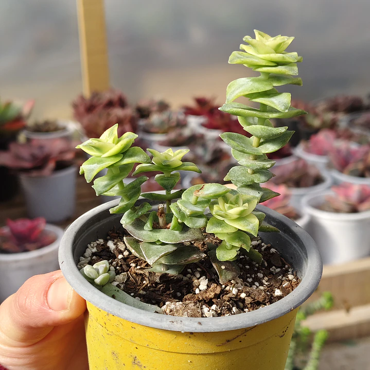 Crassula Perforata Variegada 5