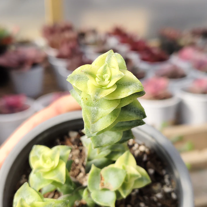 Crassula Perforata Variegada 2