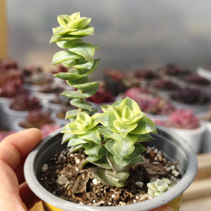 Crassula Perforata Variegada 3