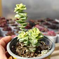 Crassula Perforata Variegada - Miniatura 3