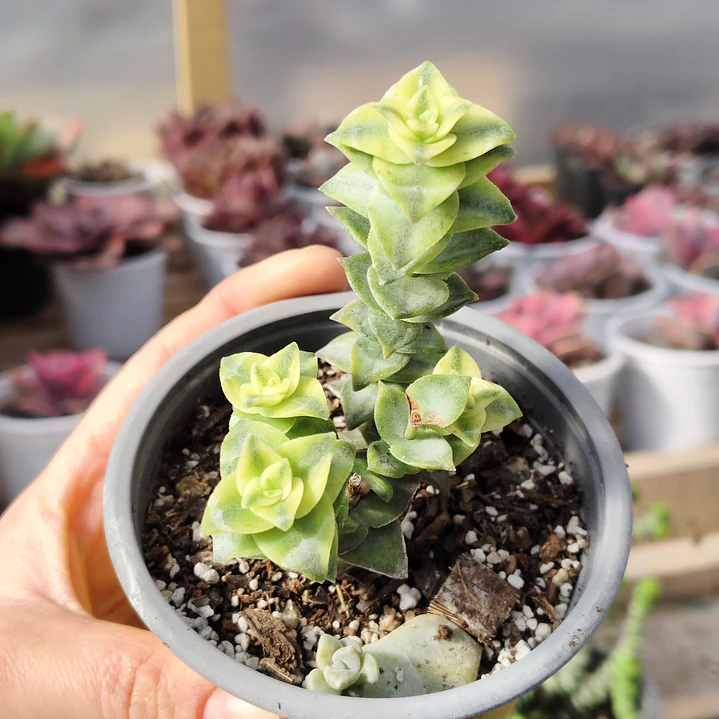 Crassula Perforata Variegada 1