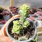 Crassula Perforata Variegada - Miniatura 1
