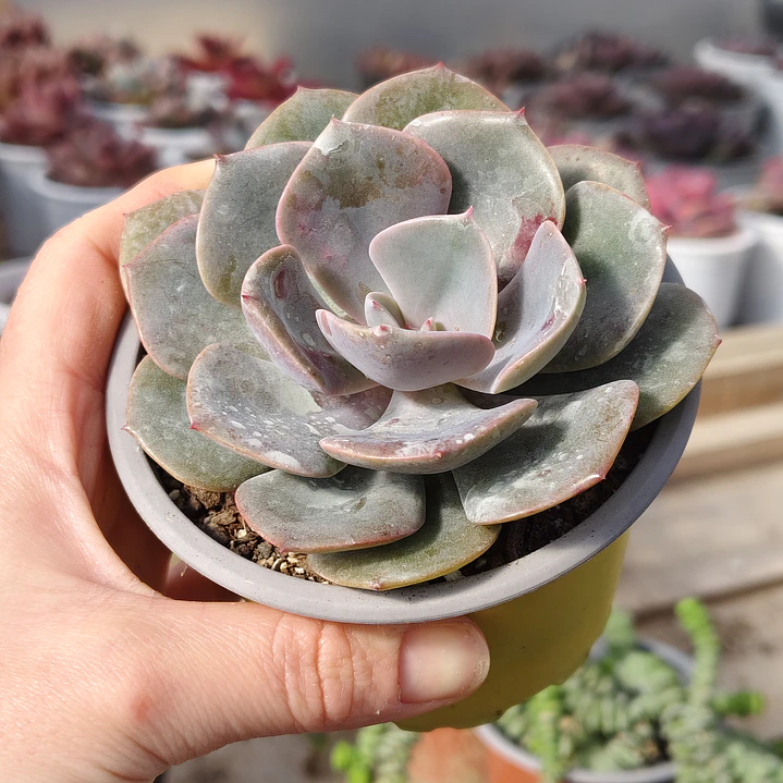 Echeveria Dusty Rose 6