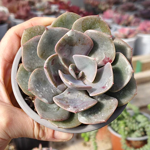 Echeveria Dusty Rose