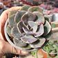 Echeveria Dusty Rose - Miniatura 1