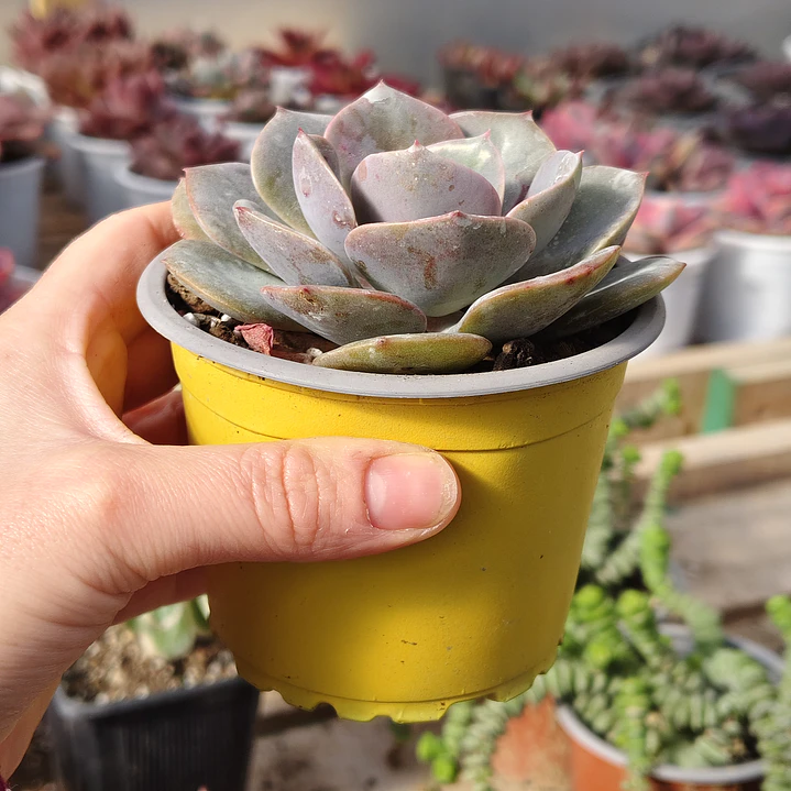 Echeveria Dusty Rose 3