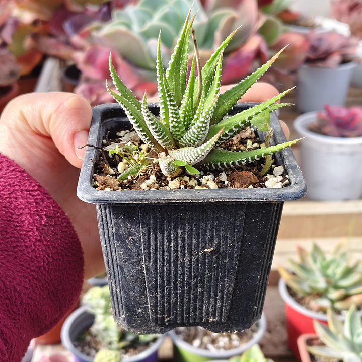 Haworthia Attenuata (Cebra/Cebrita) 5
