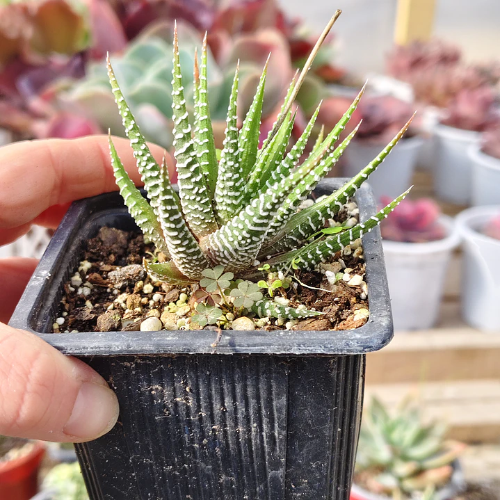 Haworthia Attenuata (Cebra/Cebrita) 3