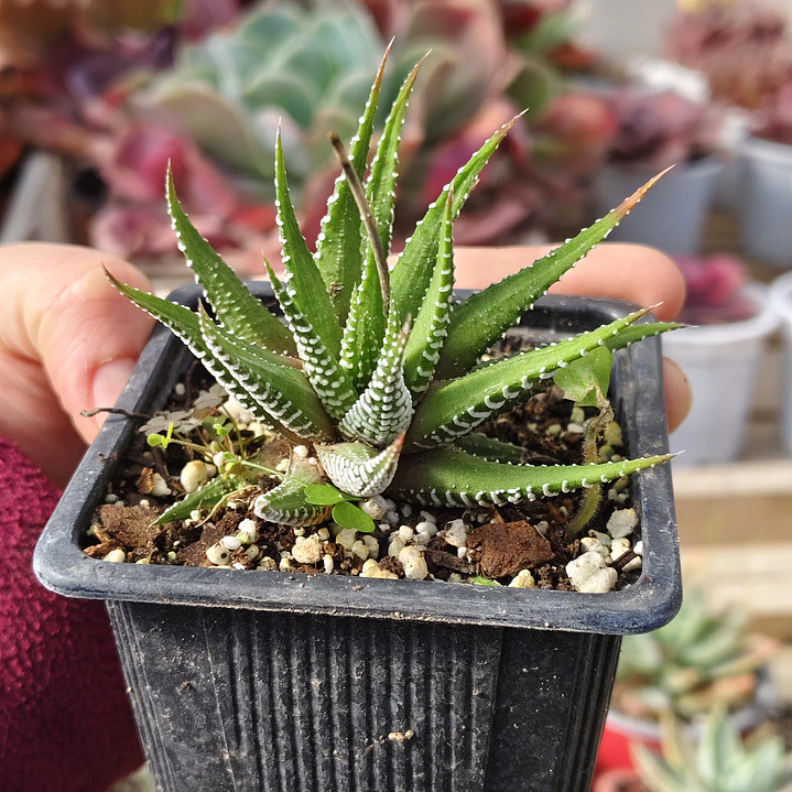 Haworthia Attenuata (Cebra/Cebrita) 4
