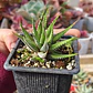Haworthia Attenuata (Cebra/Cebrita) - Miniatura 4