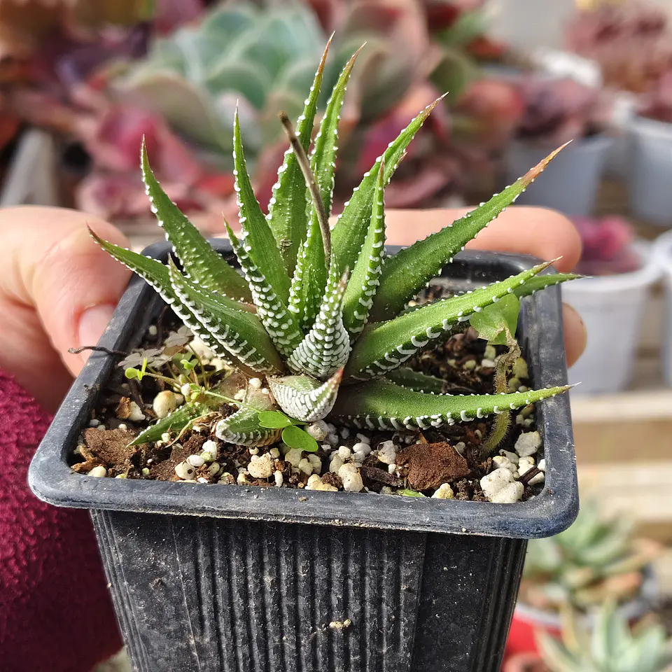 Haworthia Attenuata (Cebra/Cebrita) 4