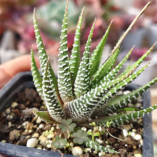 Haworthia Attenuata (Cebra/Cebrita)