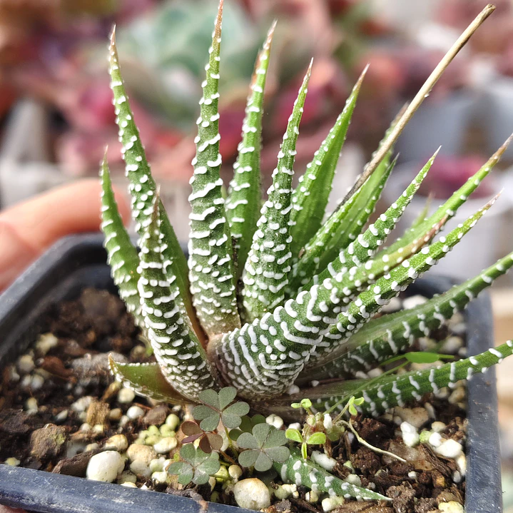 Haworthia Attenuata (Cebra/Cebrita) 2