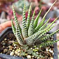 Haworthia Attenuata (Cebra/Cebrita) - Miniatura 2