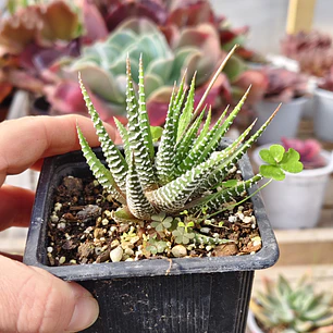 Haworthia Attenuata (Cebra/Cebrita)